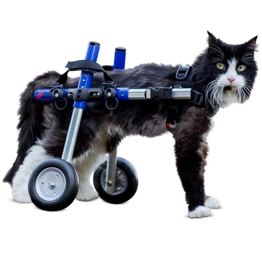 Dog Wheelchair For An Amputee